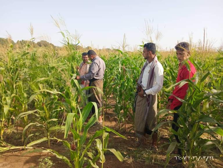 الحديدة.. جمعية باجل التعاونية تشكل فريقًا بحثيًا وتنفذ زيارة ميدانية لمتابعة زراعة الذرة الشامية