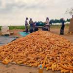 جمعية عبس التعاونية تواصل أعمال حصاد الذرة الشامية