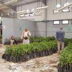 جمعية السدة التعاونية تدشن غرس 10 آلاف شتلة من محصولي البن واللوز