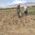 قيادة جمعية قاع جهران تتفقد حقول الفاصوليا لتقديم الإرشادات الفنية للمزارعين￼