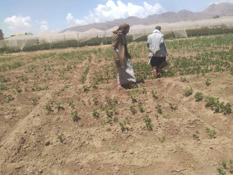 قيادة جمعية قاع جهران تتفقد حقول الفاصوليا لتقديم الإرشادات الفنية للمزارعين￼