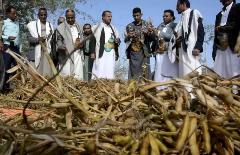 تعز.. حصاد تجربة زراعة فول الصويا والقمح بعزلة الحبيبة وتشتيل نواة التمر في مقبنة