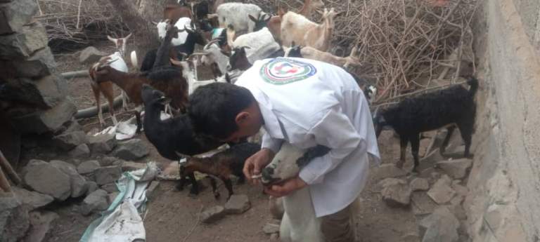 تقديم خدمات بيطرية لـ 800 رأسًا من الثروة الحيوانية بمديرية قعطبة