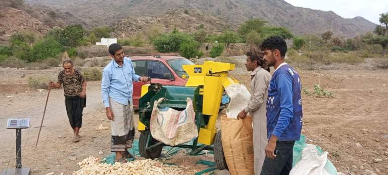 تواصل أعمال حصاد الذرة الشامية بمديرية الخبت