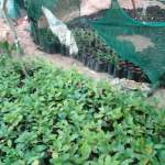 جمعية الرجم التعاونية تعزز دورها في متابعة المشاتل وتفعيل المبادرات المجتمعية