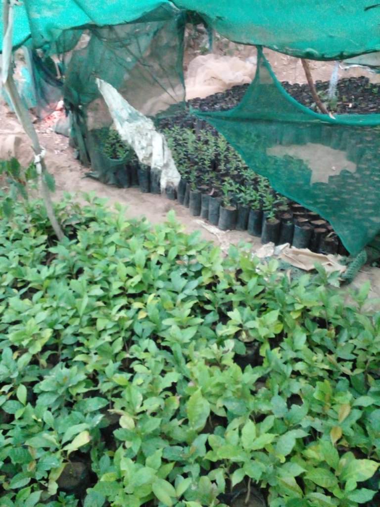 جمعية الرجم التعاونية تعزز دورها في متابعة المشاتل وتفعيل المبادرات المجتمعية