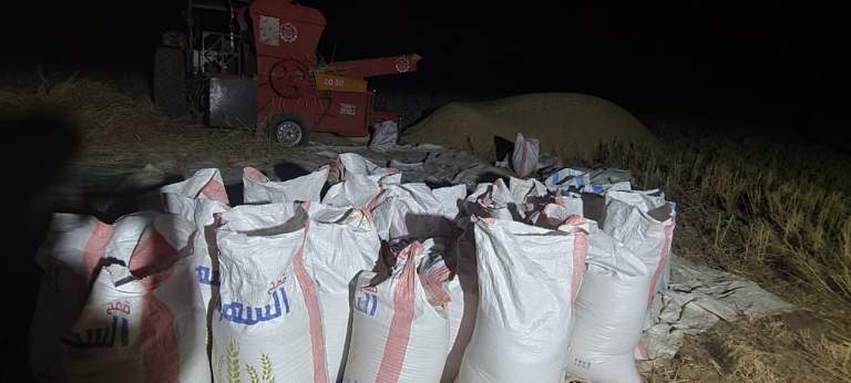 جمعية أرض الجنتين تواصل أعمال حصاد القمح في مديرية صرواح