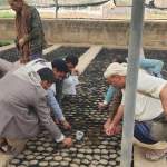 ذمار.. تدشين مبادرة زراعة 500 نخلة بجبل الشرق