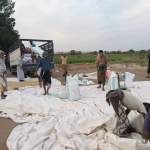 جمعية باجل تواصل استلام محصول فول الصويا بالتنسيق مع مؤسسة الحبوب