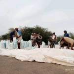 جمعية باجل تواصل استلام محصول فول الصويا بالتنسيق مع مؤسسة الحبوب