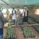 زيارة تفقدية لمشتل لاحمة بالمحويت لتعزيز إنتاج الشتلات الزراعية زيارة تفقدية لمشتل لاحمة بالمحويت لتعزيز إنتاج الشتلات الزراعية