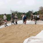 جمعية باجل تواصل استلام محصول فول الصويا بالتنسيق مع مؤسسة الحبوب