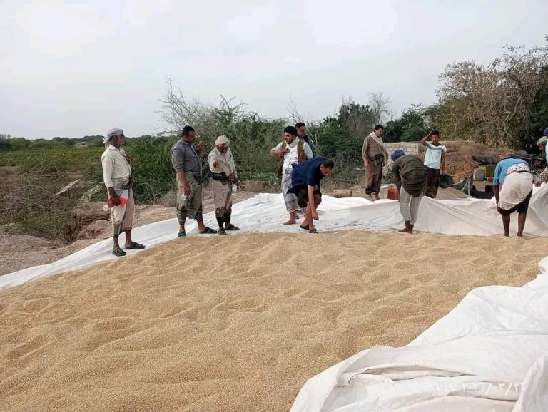 جمعية باجل تواصل استلام محصول فول الصويا بالتنسيق مع مؤسسة الحبوب