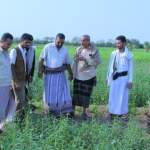 الأمين العام للاتحاد التعاوني يطلع على نجاح تجربة زراعة السمسم الأبيض في باجل