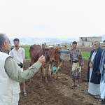 تدشين زراعة مساحة 1200 قصبة بالعتر البلدي في قاع الحقل بيريم