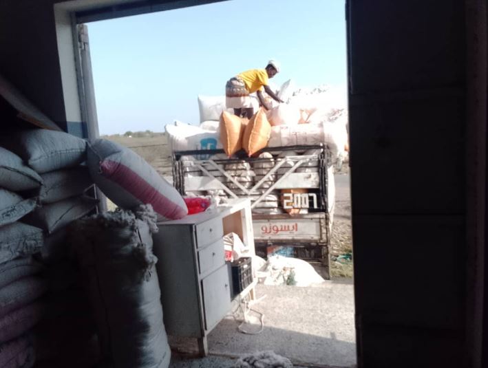 جمعية الدريهمي التعاونية تواصل شراء وتسويق محصول القطن