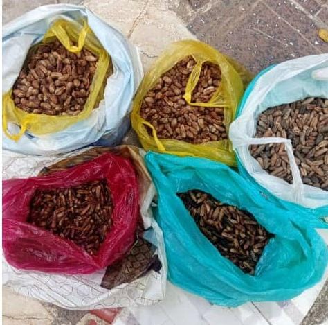 تنفيذ 16 جلسة توعوية لزراعة 10,500 نواة للتمور في ماوية