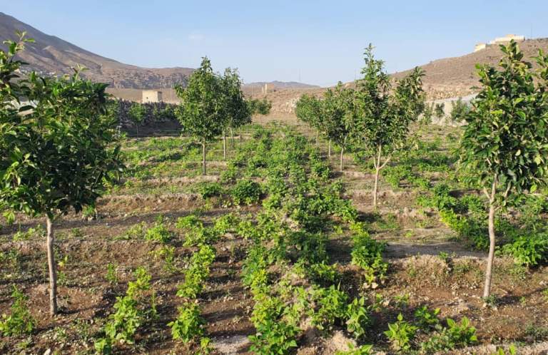 تفقُد حقول الفاصوليا والفاكهة بميفعة عنس