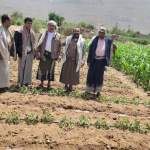 جمعية إكتفاء بضوران تطلع على سير العمل بالمجاميع الإنتاجية في قاع الحقل جمعية إكتفاء بضوران تطلع على سير العمل بالمجاميع الإنتاجية في قاع الحقل