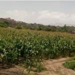 نزول ميداني لفرز الذرة الشامية وتدشين عقود شراء المحاصيل في خدير