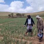 زيارة ميدانية للارتقاء بإنتاجية محصول البصل واستكمال بيانات المزارعين في يريم