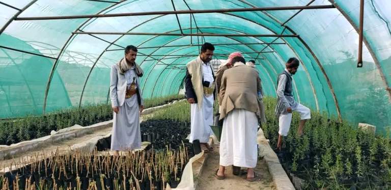 تدشين نقل وتسويق 2600 شتلة لوز بلدي من صنعاء إلى عمران