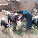 جمعية المراشي تواصل تقديم خدمات بيطرية لحماية الثروة الحيوانية