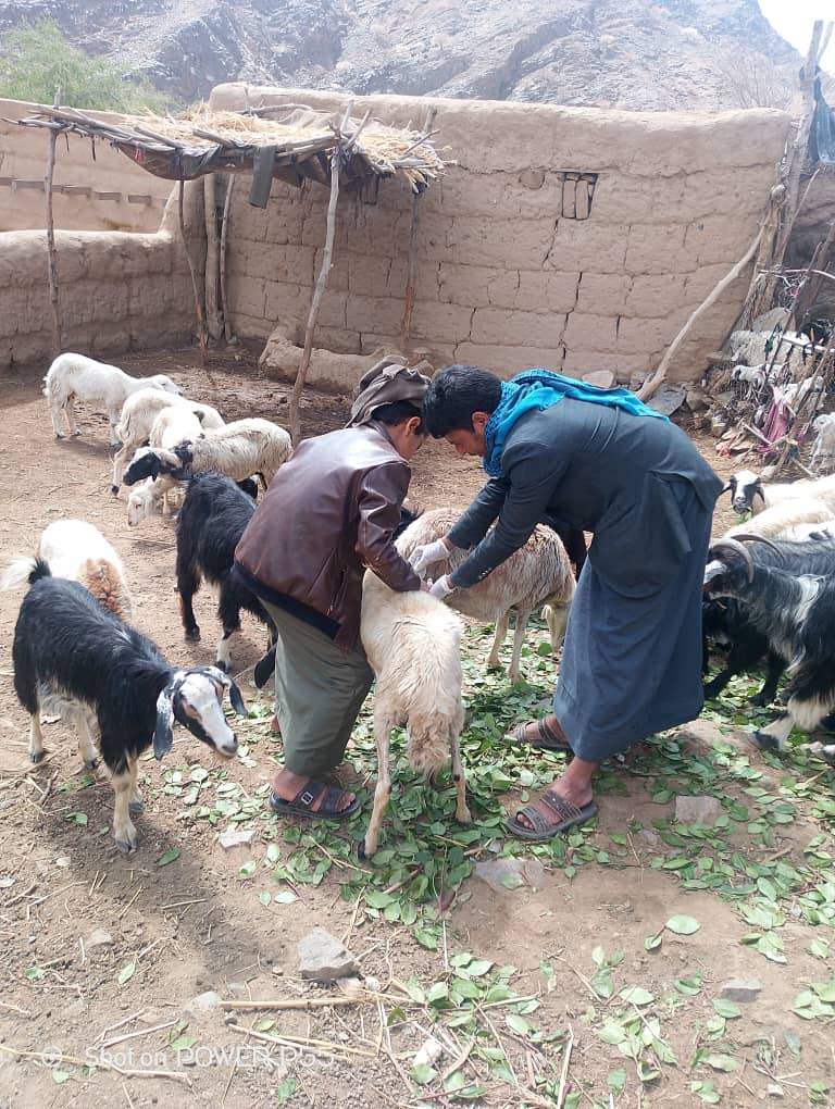 جمعية المراشي تواصل تقديم خدمات بيطرية لحماية الثروة الحيوانية