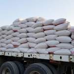 جمعية الجراحي التعاونية تسوق 55 طناً من محصول الذرة الشامية