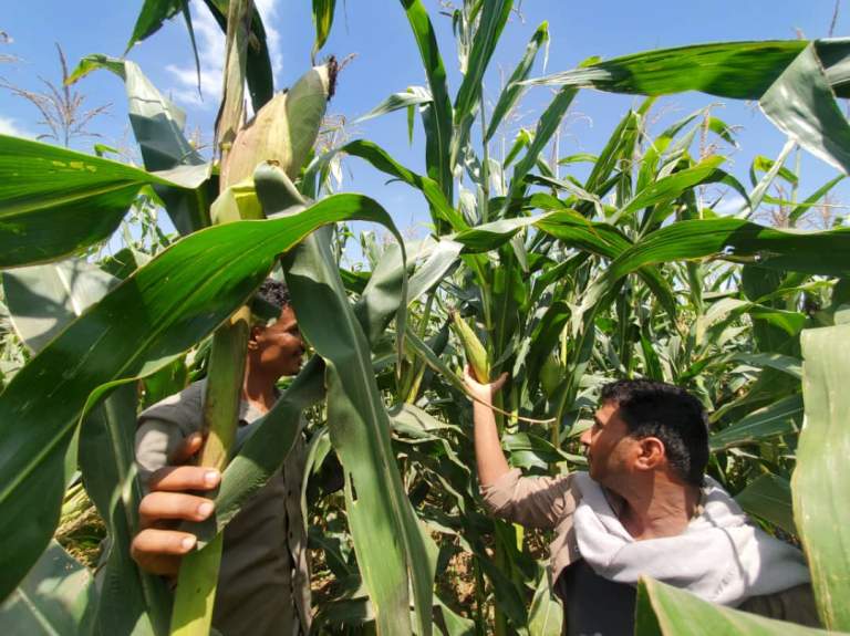 جمعية الجراحي التعاونية تنفذ نزولاً ميدانياً لمتابعة حصاد محصول الذرة الشامية