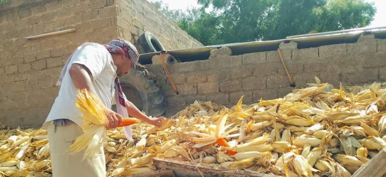 جمعية زبيد التعاونية تواصل متابعة حصاد محصول الذرة الشامية لتعزيز الإنتاج المحلي