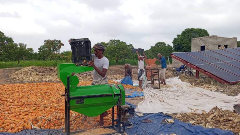 جمعية زبيد التعاونية الزراعية تدشن عملية فرط محصول الذرة الشامية.