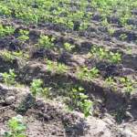 جمعية زبيد التعاونية تواصل نزولاتها الميدانية لتفقد محاصيل الحبوب البقوليات