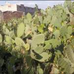 تشكيل مجموعتين إنتاجيتين لمزارعي التين الشوكي في جبل الشرق