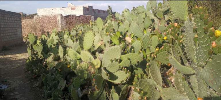 تشكيل مجموعتين إنتاجيتين لمزارعي التين الشوكي في جبل الشرق