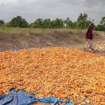 جمعية زبيد التعاونية الزراعية تدشن عملية فرط محصول الذرة الشامية.