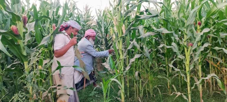 جمعية زبيد التعاونية تسوق 40 طناً من الذرة الشامية ضمن برنامج الزراعة التعاقدية