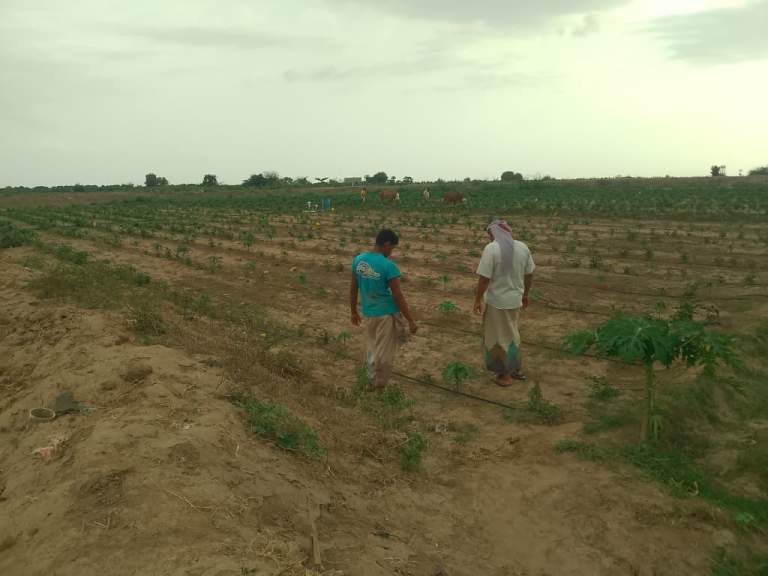 جمعية زبيد التعاونية تتفقد مزارعي فول الصويا في عزلة بلاد السلامة