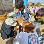 حملة بيطرية لمعالجة 2356 رأسًا من الثروة الحيوانية بمديرية قعطبة