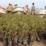 الحديدة.. تدشين المبادرة الثالثة لزراعة أشجار المانجروف بساحل الدريهمي