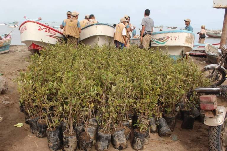الحديدة.. تدشين المبادرة الثالثة لزراعة أشجار المانجروف بساحل الدريهمي
