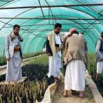 تدشين نقل وتسويق 2600 شتلة لوز بلدي من صنعاء إلى عمران