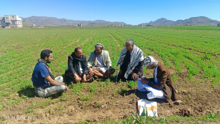 محصول العتر يسجل نجاح استثنائي بنسبة إنبات 97% في يريم