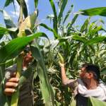 جمعية الجراحي التعاونية تنفذ نزولاً ميدانياً لمتابعة حصاد محصول الذرة الشامية جمعية الجراحي التعاونية تنفذ نزولاً ميدانياً لمتابعة حصاد محصول الذرة الشامية