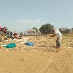 جمعية زبيد التعاونية تتابع أعمال حصاد الذرة الرفيعة