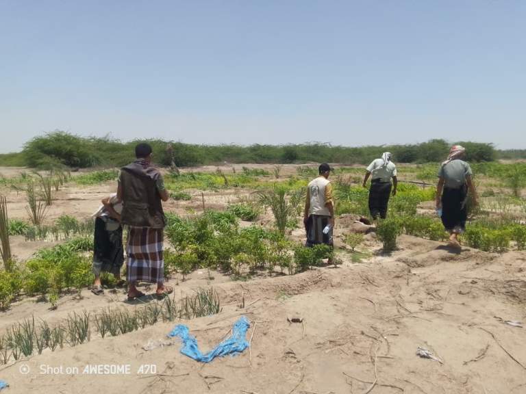 جمعية البلدة الطيبة تنفذ نزولاً ميدانياً لحصر توسع زراعة النخيل وتفقد المشاريع الزراعية بالتحيتا