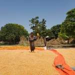 جمعية الجراحي التعاونية تتابع حصاد محصول الذرة الشامية بعزلة وقرة عامر جمعية الجراحي التعاونية تتابع حصاد محصول الذرة الشامية بعزلة وقرة عامر