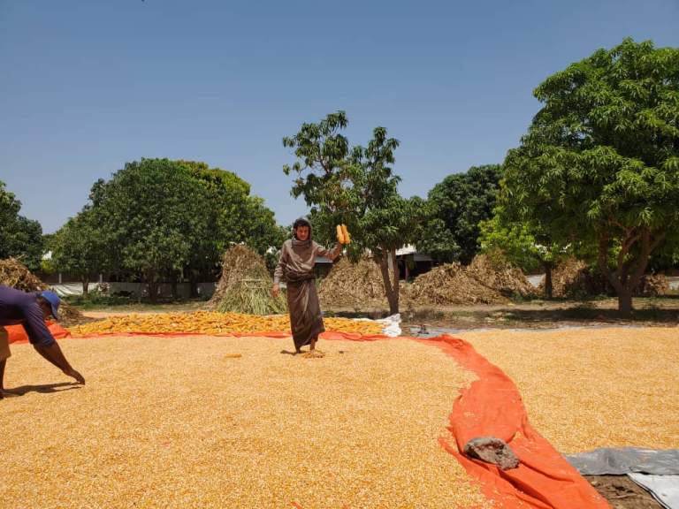 جمعية الجراحي التعاونية تتابع حصاد محصول الذرة الشامية بعزلة وقرة عامر