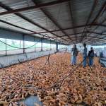 جمعية بلاد الطعام تتفقد سير حصاد الذرة الشامية بعزلة بني خولي