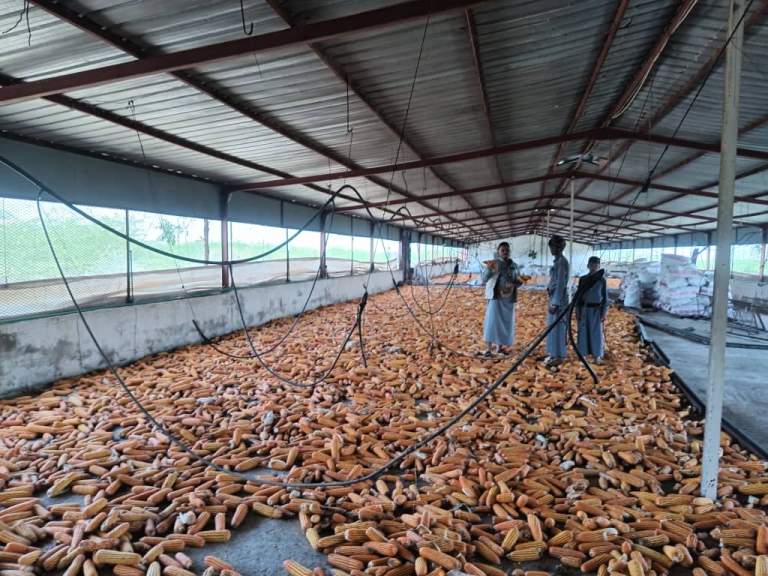 جمعية بلاد الطعام تتفقد سير حصاد الذرة الشامية بعزلة بني خولي